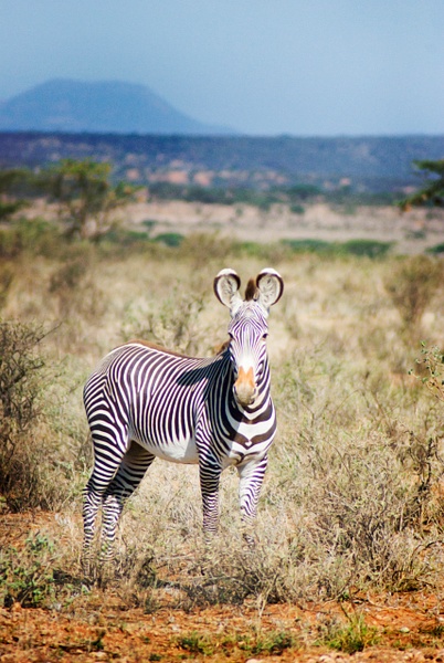 zebra ears vert - Kenya - Steve Juba