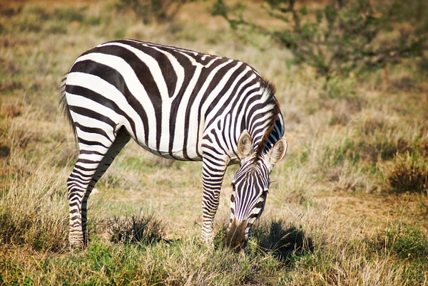 zebra - Kenya - Steve Juba 