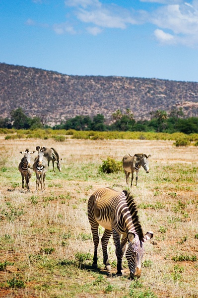 zebra vert - Kenya - Steve Juba