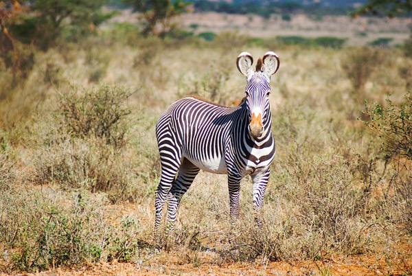 zebra ears - Kenya - Steve Juba 