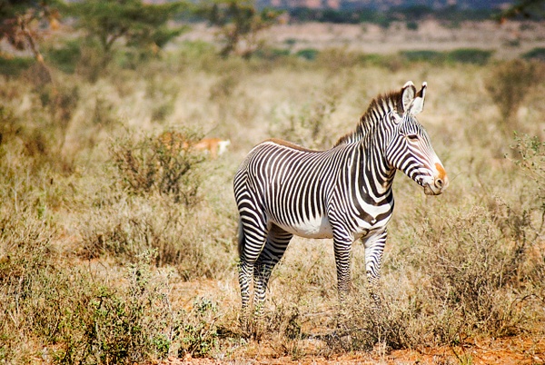 zebra pose - Kenya - Steve Juba