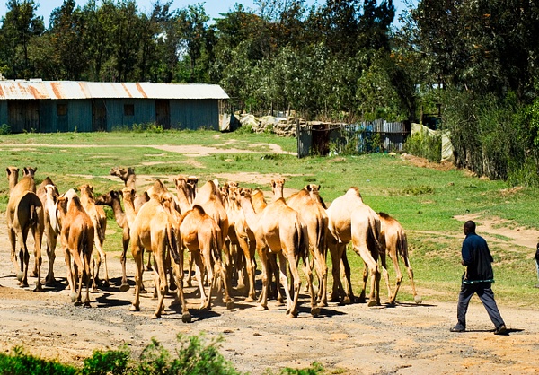whoa camels - Kenya - Steve Juba 