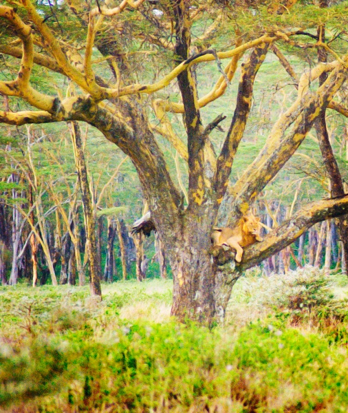 Tree Lion Crop - Kenya - Steve Juba