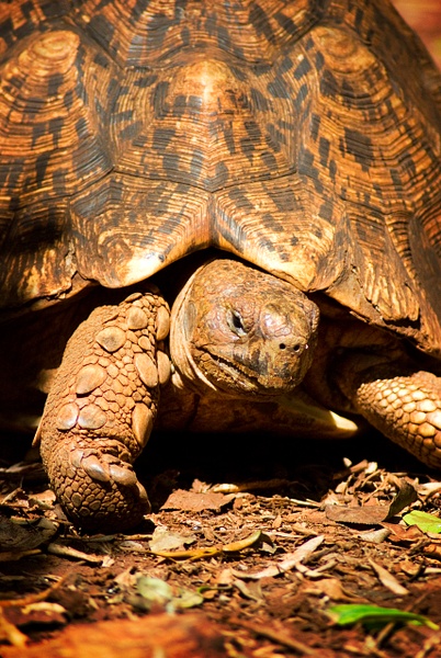 tortoise - Kenya - Steve Juba