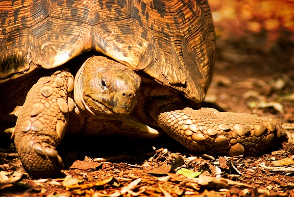 tortoise 2 - Kenya - Steve Juba 