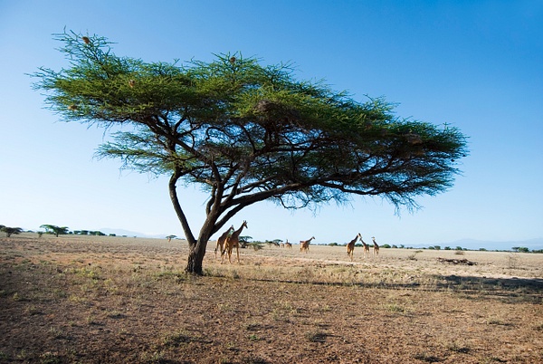 the tree color - Kenya - Steve Juba 