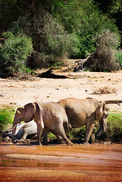 siamese elephant - Kenya - Steve Juba