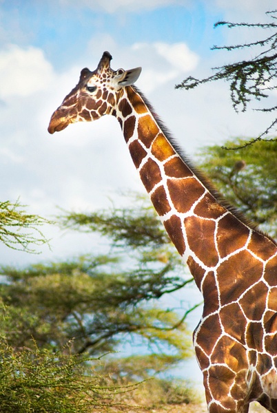 shaba giraffe - Kenya - Steve Juba 