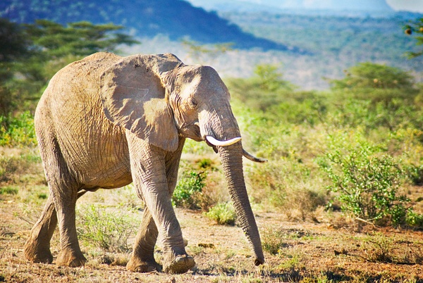 shaba elephant - Kenya - Steve Juba 