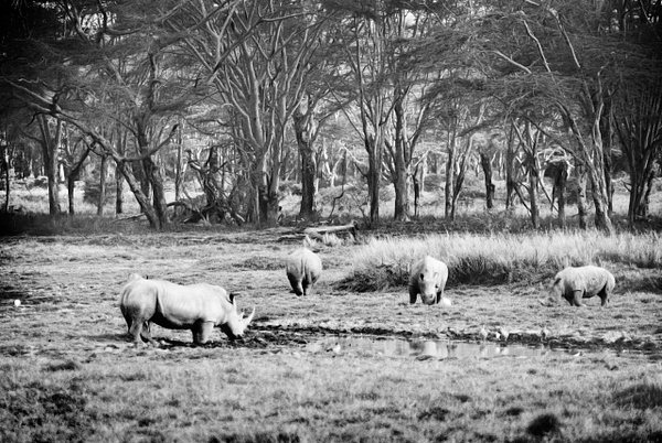 rhinos 2 bw - Kenya - Steve Juba 