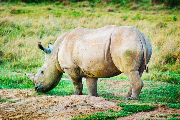Rhino - Kenya - Steve Juba 