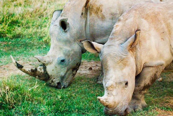 rhino couple - Kenya - Steve Juba 
