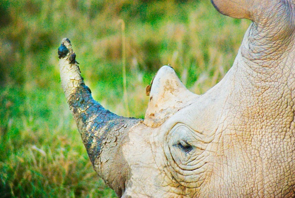 rhino close - Kenya - Steve Juba 