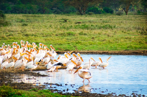 pelicans - Kenya - Steve Juba