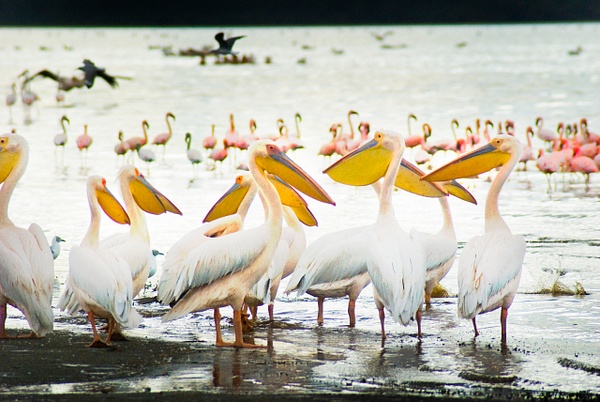 pelicaningos - Kenya - Steve Juba 