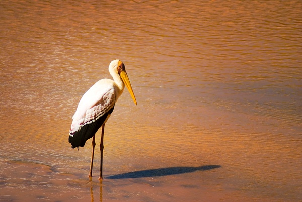pelican - Kenya - Steve Juba 