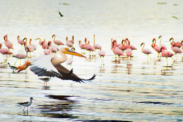 pelican fly - Steve Juba