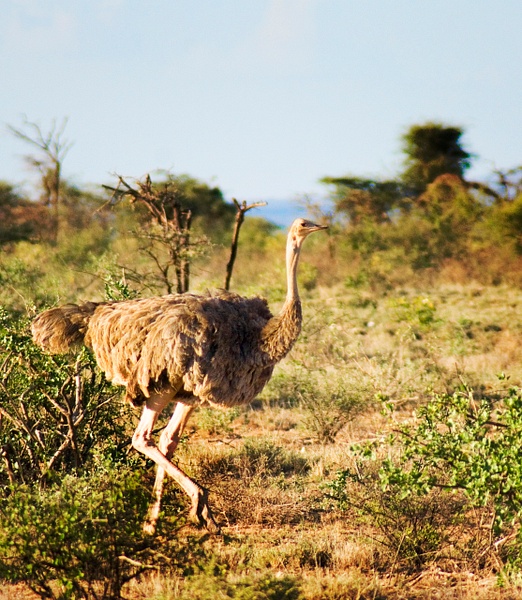 ostrich 2 - Kenya - Steve Juba 