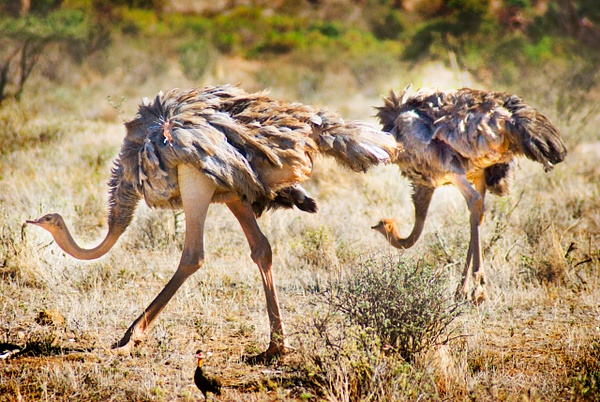 ostrich duo - Kenya - Steve Juba 