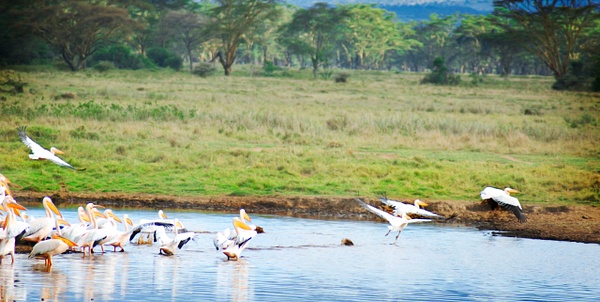 nakuru pelicans - Kenya - Steve Juba 