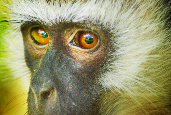 monkey face fix - Kenya - Steve Juba 