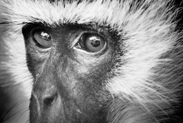 monkey face bw - Kenya - Steve Juba