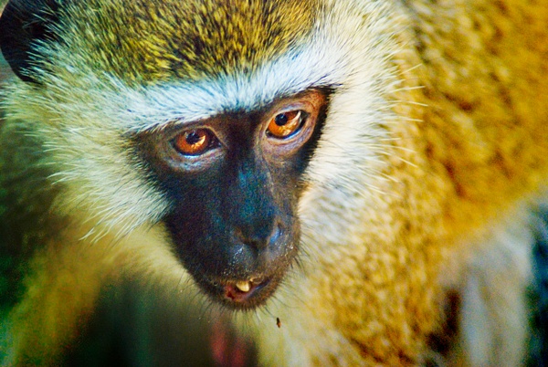 monkey - Kenya - Steve Juba 