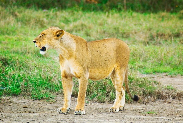 momma lion - Kenya - Steve Juba 