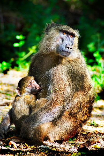 momma monkey - Kenya - Steve Juba