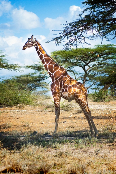 lone giraffe - Kenya - Steve Juba 