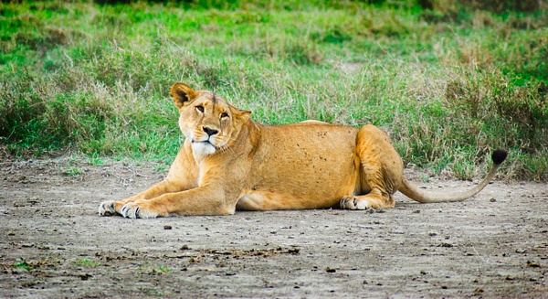 lion crop - Kenya - Steve Juba