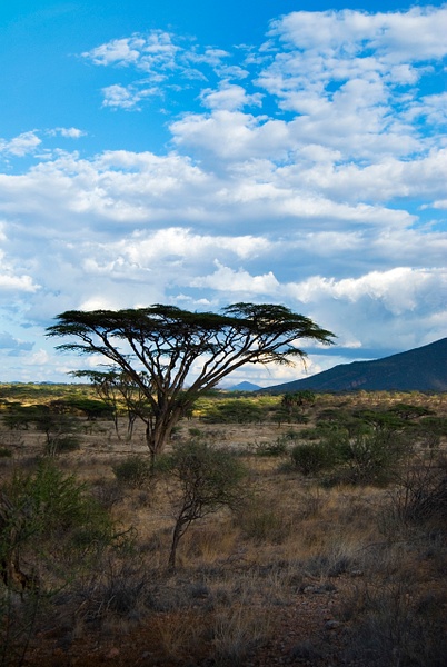 kenya tree - Kenya - Steve Juba