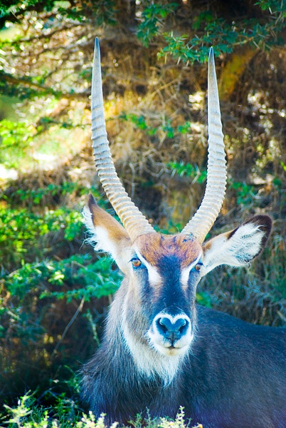 horns animal - Kenya - Steve Juba 