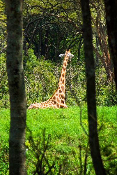 giraffe trees - Kenya - Steve Juba