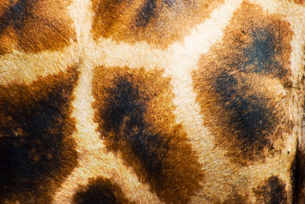 giraffe skin - Kenya - Steve Juba