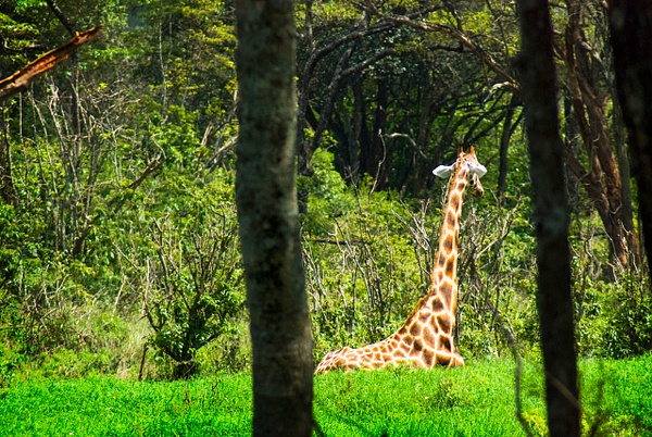 giraffe trees horizontal - Kenya - Steve Juba 