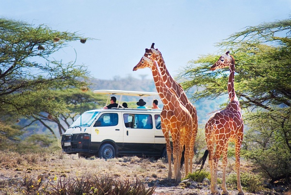 giraffe safari - Kenya - Steve Juba