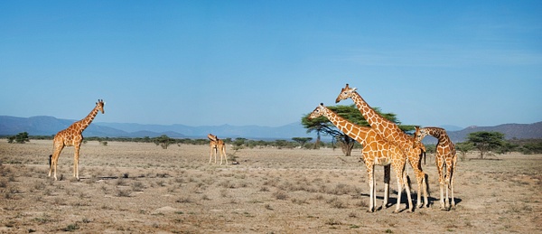giraffe pan - Kenya - Steve Juba