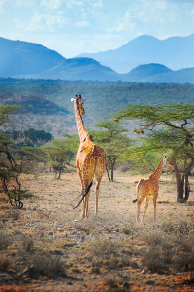 giraffe mountains - Kenya - Steve Juba 