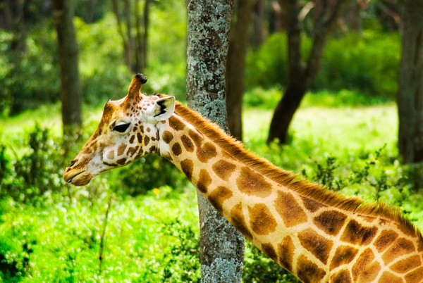 giraffe neck - Kenya - Steve Juba 