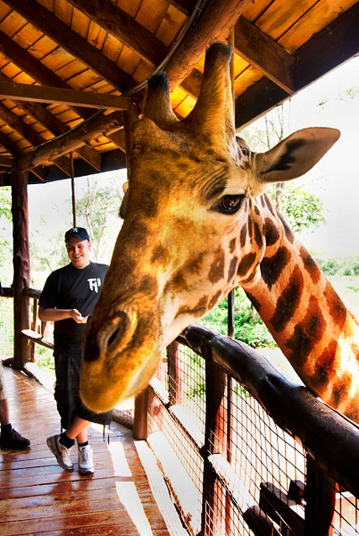 giraffe center - Kenya - Steve Juba 