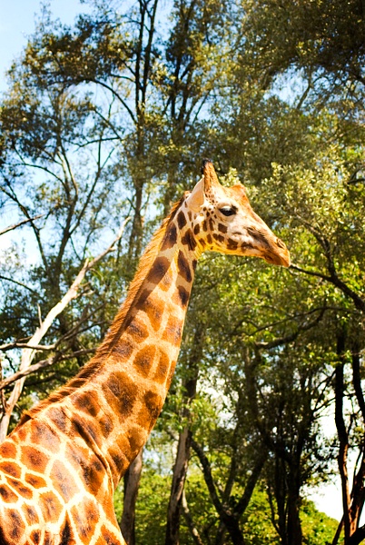 giraffe - Kenya - Steve Juba 