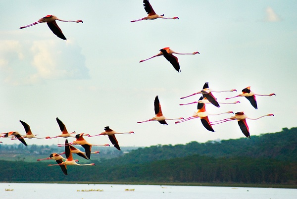 flying flamingos - Kenya - Steve Juba 