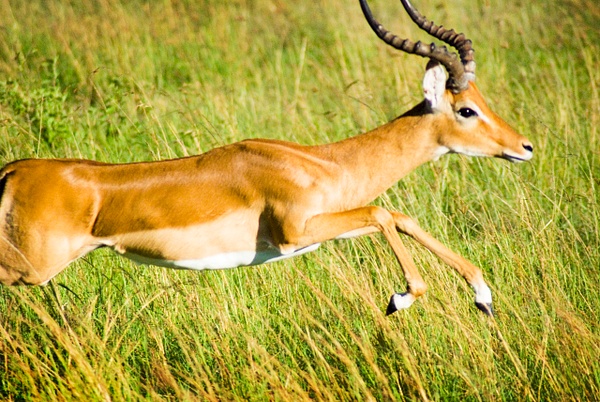 gazelle fly - Kenya - Steve Juba 