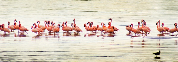 flamingos crop - Kenya - Steve Juba 