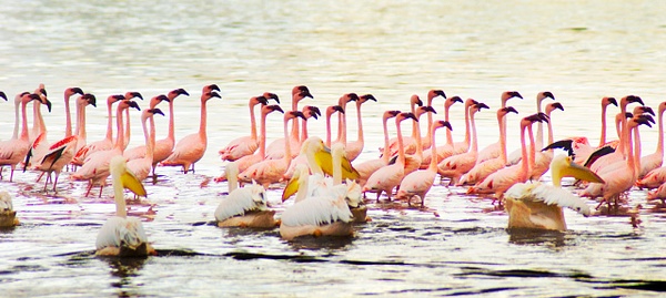 flamingos close crop - Kenya - Steve Juba