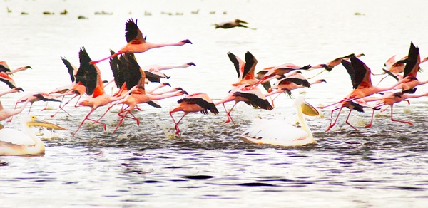 flamingooos crop - Kenya - Steve Juba