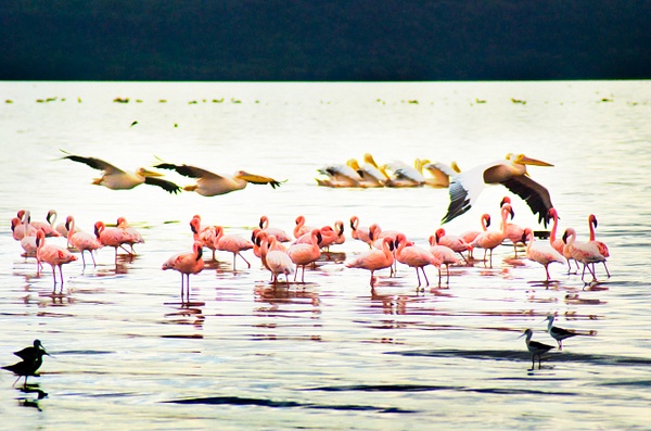 flamingos and pelicans - Kenya - Steve Juba 