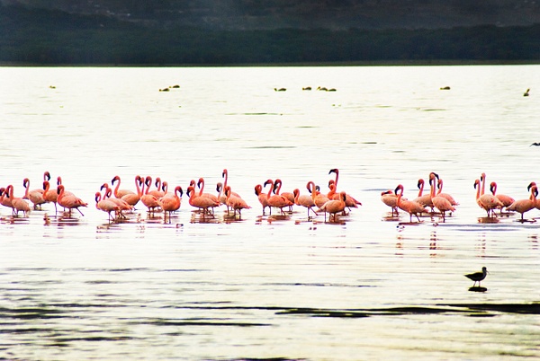 flamingos - Kenya - Steve Juba 