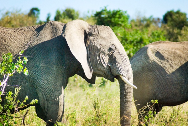 elephant masai - Kenya - Steve Juba